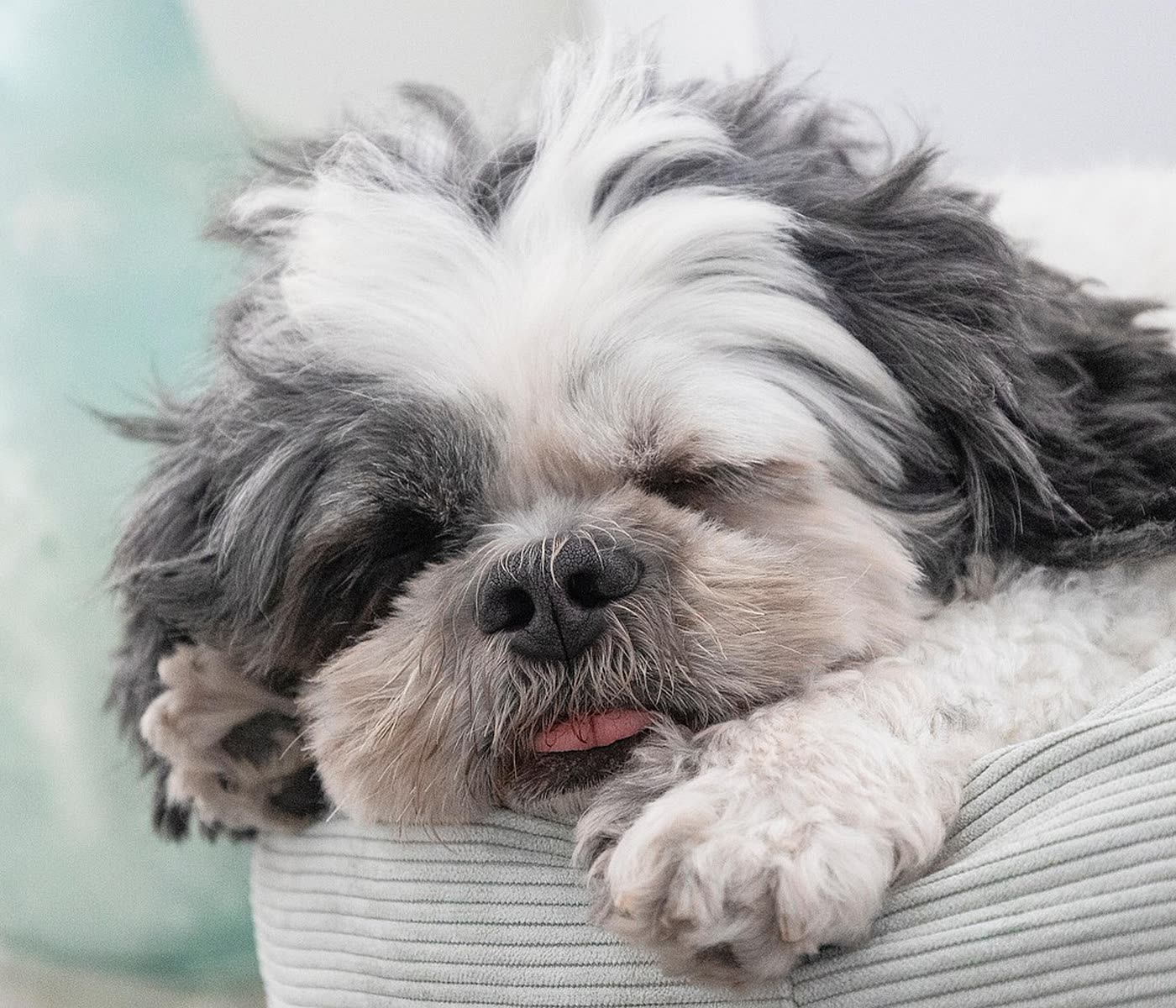 A dog asleep at home